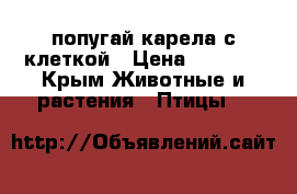 попугай карела с клеткой › Цена ­ 2 000 - Крым Животные и растения » Птицы   